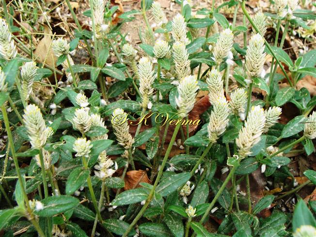 Plants with elongated spikes